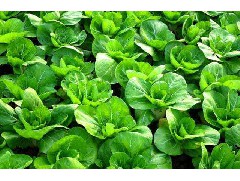 為什么要多吃青菜？有什么好處？